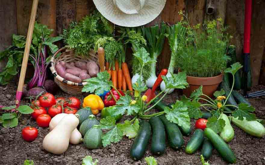 Les Légumes à Mettre Dans Son Potager Decodambiance Hot Sex Picture 4951