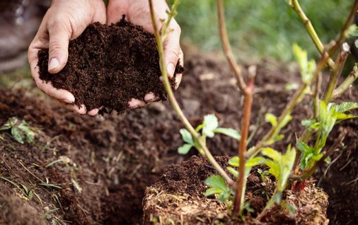 Quels Arbustes Planter En Octobre